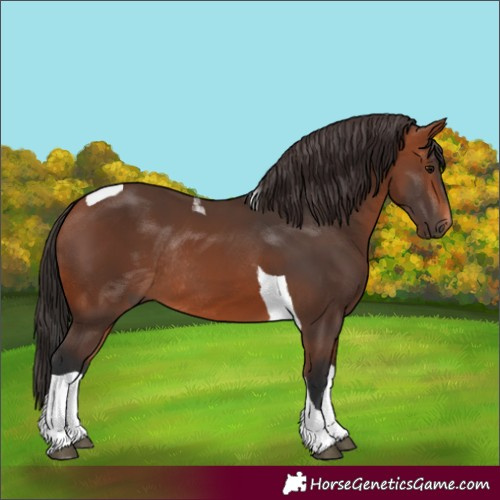 Horse Color:Bay Tobiano Rabicano 