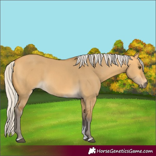 Horse Color:Silver Buckskin Dun Tobiano