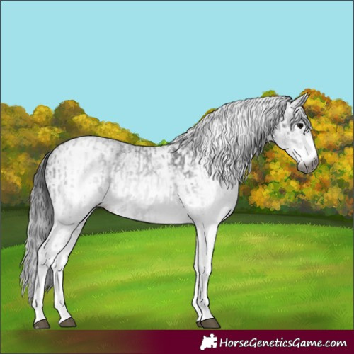 Horse Color:Gray White Spotted Black and Gray White Spotted Black
