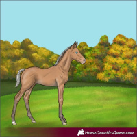 Horse Color:Gray Silver Perlino 