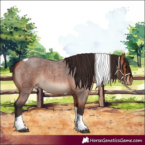 Horse Color:Bay Roan Tobiano Appaloosa 