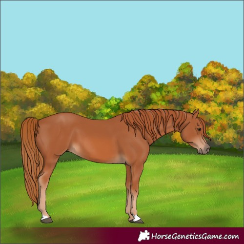Horse Color:Chestnut 