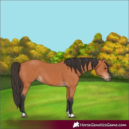 Horse Color:Bay 