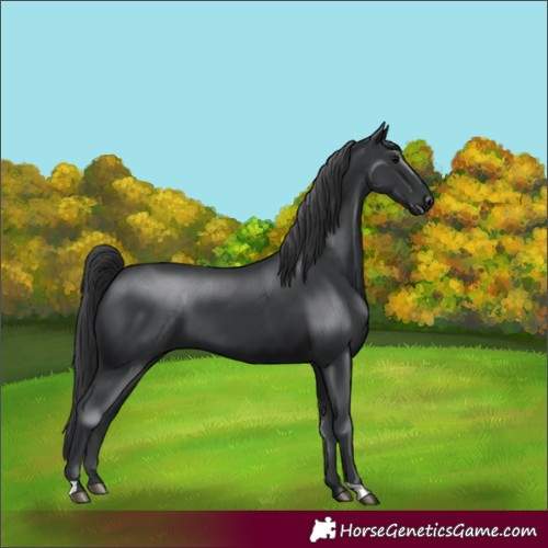 Horse Color:Black 