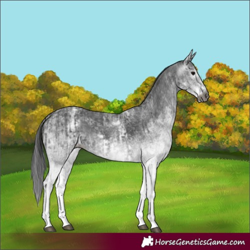 Horse Color:Gray White Spotted Black and Gray White Spotted Smoky Black