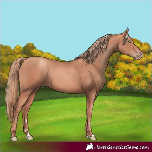 Horse Color:Gold Champagne 