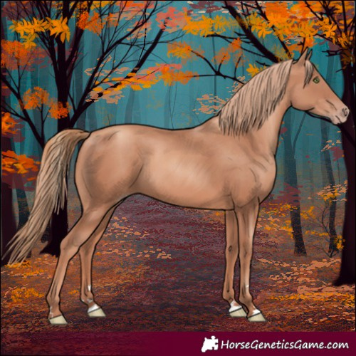 Horse Color:Gold Champagne 