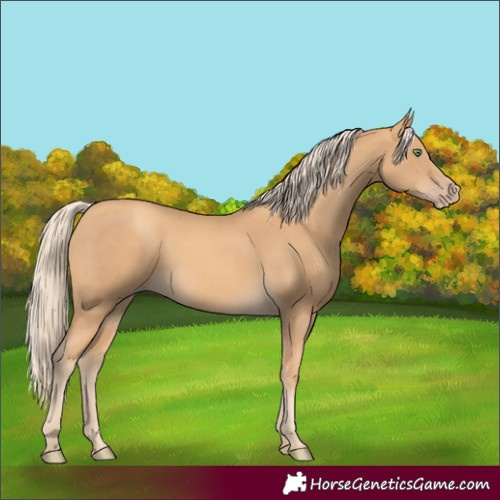 Horse Color:Gold Cream Champagne 