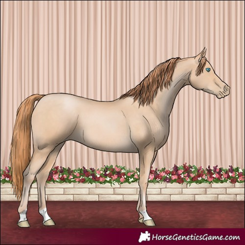 Horse Color:Buckskin Pearl 