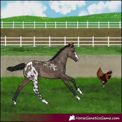 Horse Color:Brown Dun Skewed Appaloosa Rabicano 