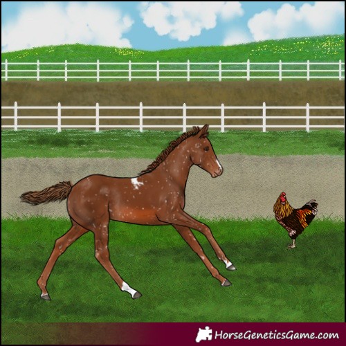 Horse Color:Chestnut Skewed Appaloosa Rabicano 