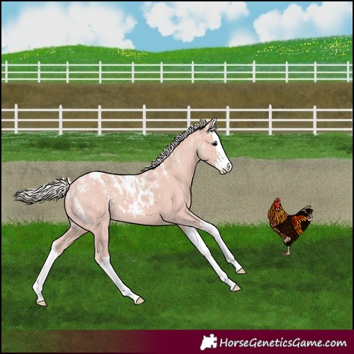 Horse Color:Powder White Silver Black Splash Skewed Appaloosa 