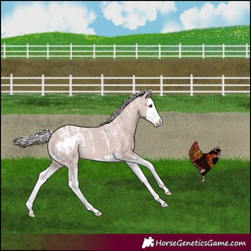 Horse Color:Powder White Silver Black Splash Skewed Appaloosa 