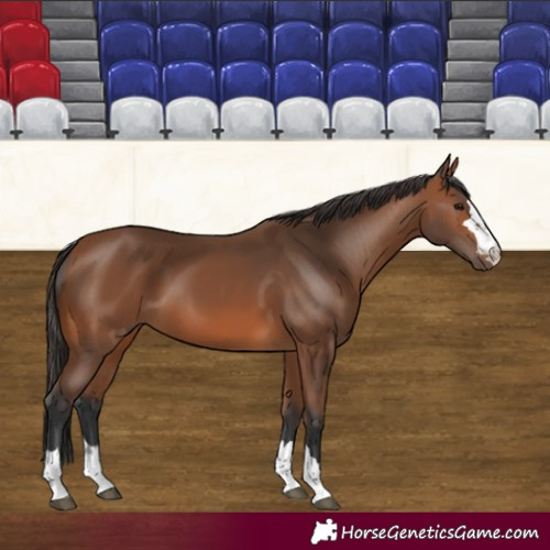 Horse Color:Bay 