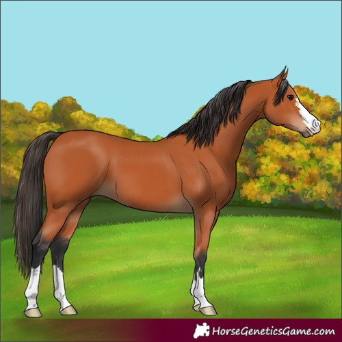 Horse Color:Bay 