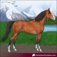Horse Color:Bay 