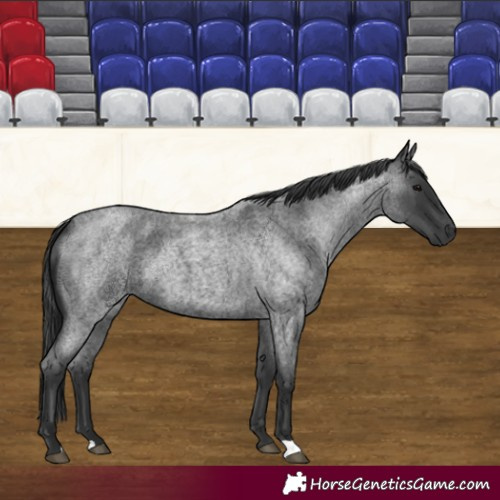 Horse Color:Blue Roan 