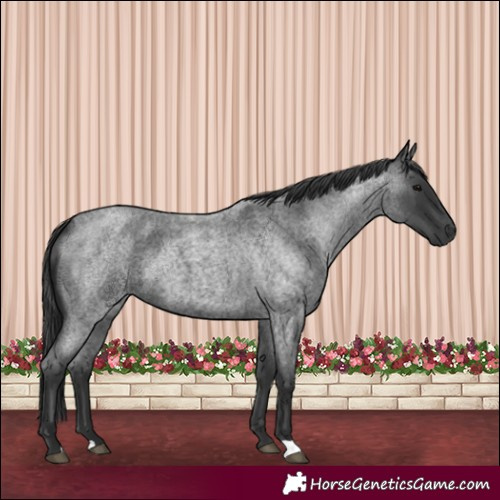 Horse Color:Blue Roan 