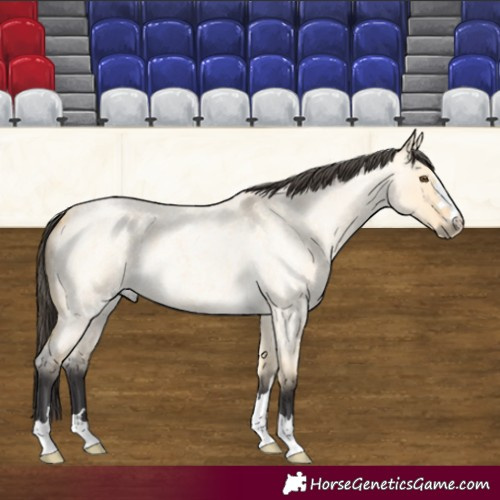 Horse Color:Buckskin Roan Dun 