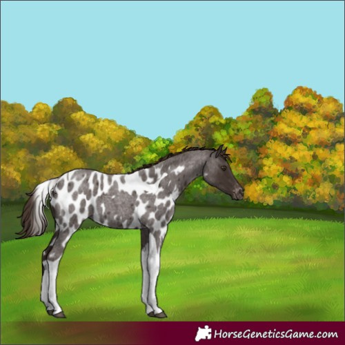 Horse Color:Liver Red Roan Tobiano Skewed LP Spotted 