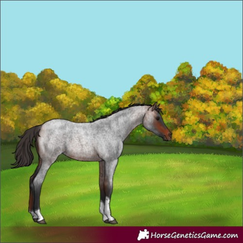 Horse Color:Bay Roan Tobiano 