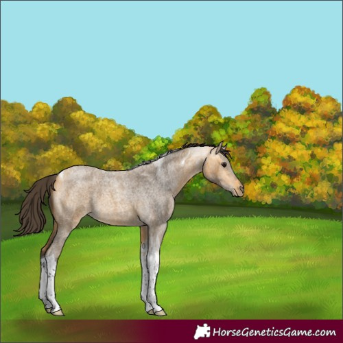 Horse Color:Buckskin Roan Tobiano 