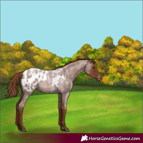 Horse Color:Red Roan Blanket 