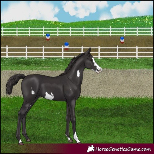 Horse Color:Smoky Black  and Smoky Black Frame 