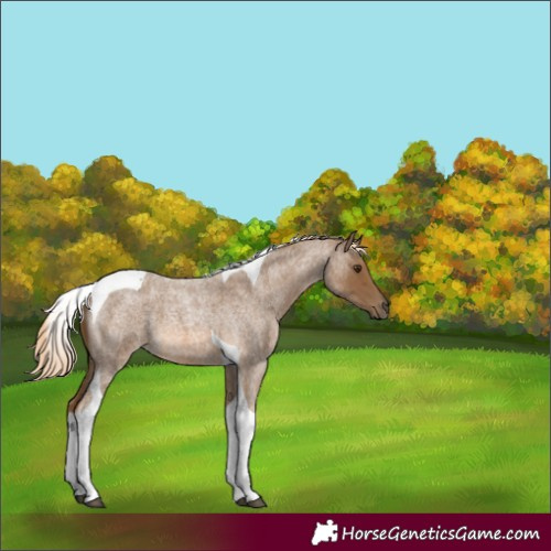 Horse Color:Chocolate Palomino Roan Tobiano 