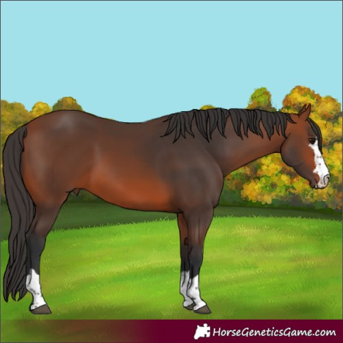 Horse Color:Bay 