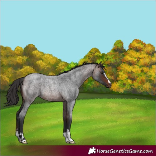 Horse Color:Brown Roan Rabicano 