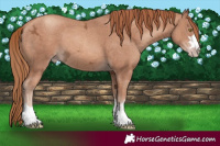 Horse Color:Gold Champagne Ice