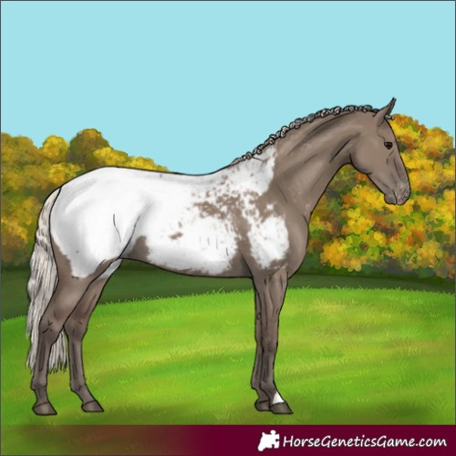 Horse Color:Silver Grullo Appaloosa
