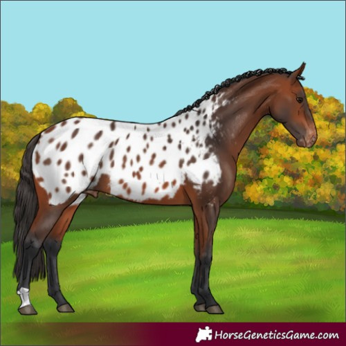 Horse Color:Bay Appaloosa