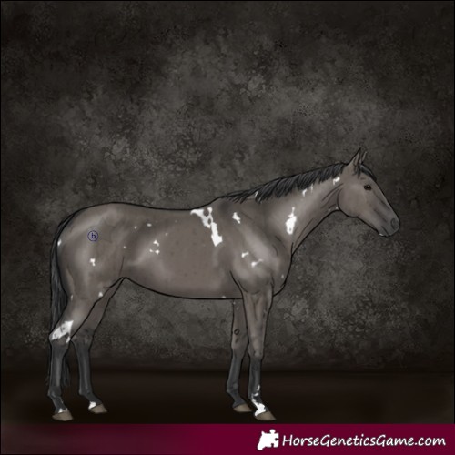 Horse Color:White Spotted Grullo Brindle 