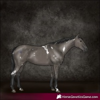 Horse Color:White Spotted Grullo Brindle 