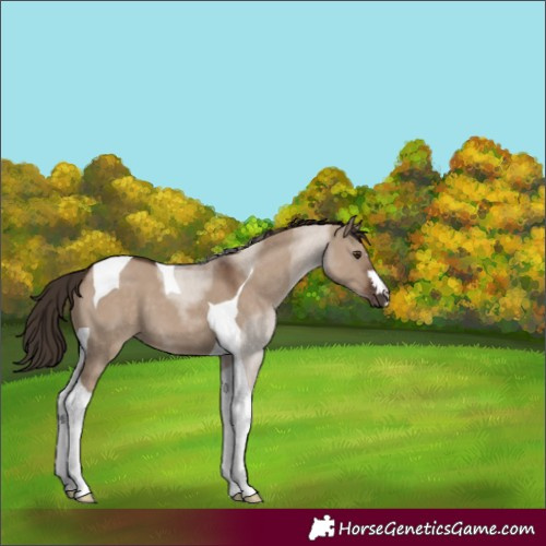 Horse Color:Liver Red Dun Tobiano 