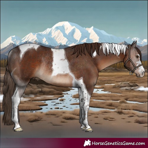 Horse Color:Liver Chestnut Tobiano Rabicano 