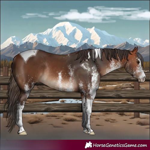 Horse Color:White Spotted Bay Tobiano Rabicano 