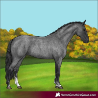 Horse Color:Blue Roan Sabino 