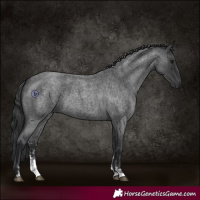 Horse Color:Blue Roan Sabino 
