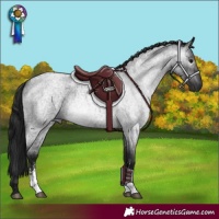 Horse Color:Gray Blue Roan Sabino 