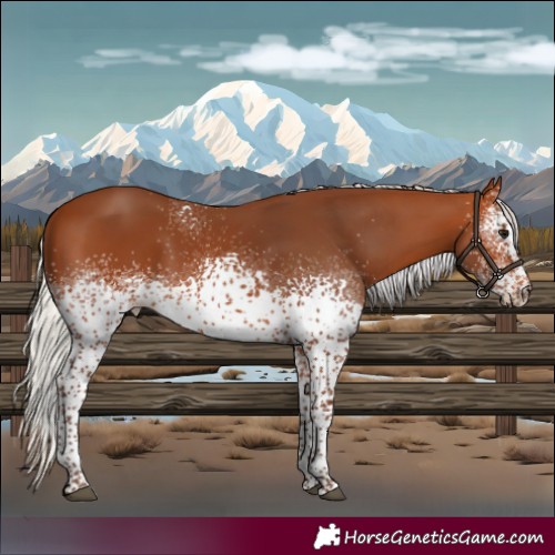 Horse Color:White Spotted Silver Bay 