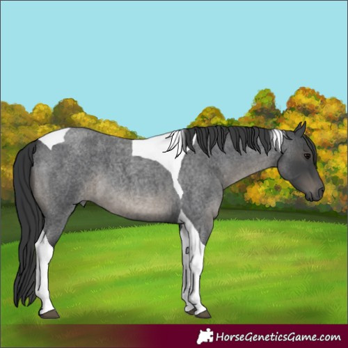Horse Color:Blue Roan Tobiano 