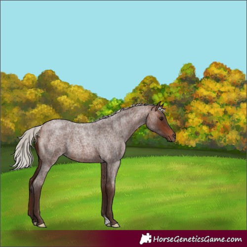 Horse Color:Silver Brown Roan Tobiano 