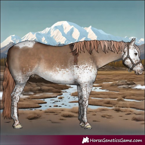 Horse Color:White Spotted Liver Red Dun Tobiano 