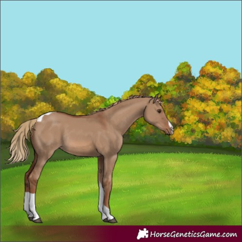 Horse Color:Red Dun Tobiano Rabicano 