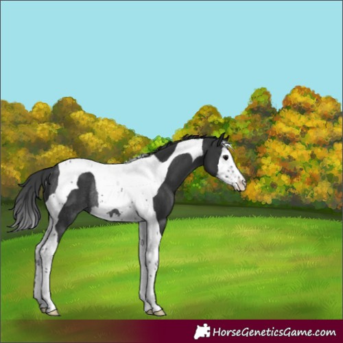 Horse Color:Black Splash Tobiano Rabicano 