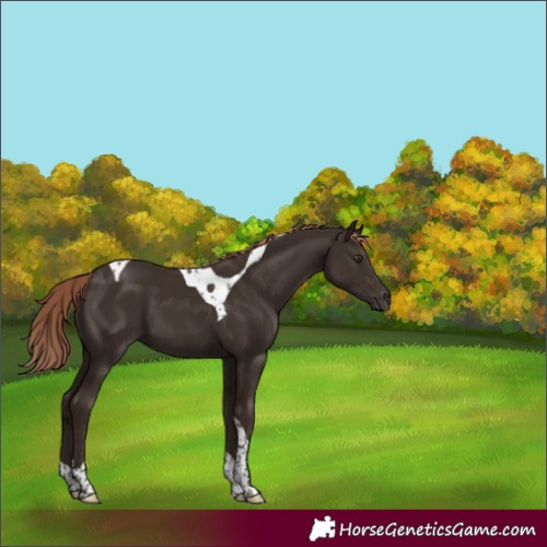 Horse Color:Liver Chestnut Tobiano Rabicano 