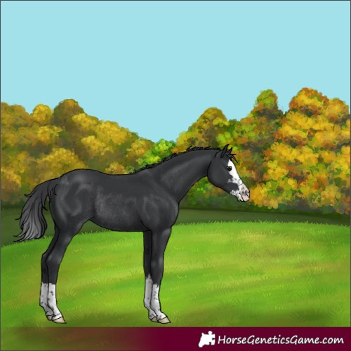 Horse Color:Black Splash Rabicano 